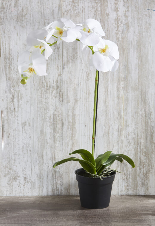 Faux White Orchid 1